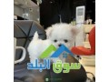 stunning-teacup-maltese-puppies-available-for-sale-small-0