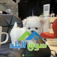 stunning-teacup-maltese-puppies-available-for-sale-big-0