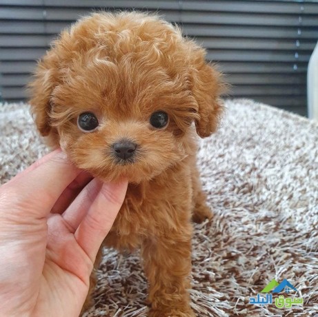 potty-trained-male-and-female-toy-poodle-puppies-for-sale-big-0