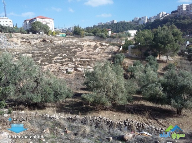 ard-llbyaa-fy-mrg-alhmam-am-aarygat-krb-msgd-alsalhyn-big-3